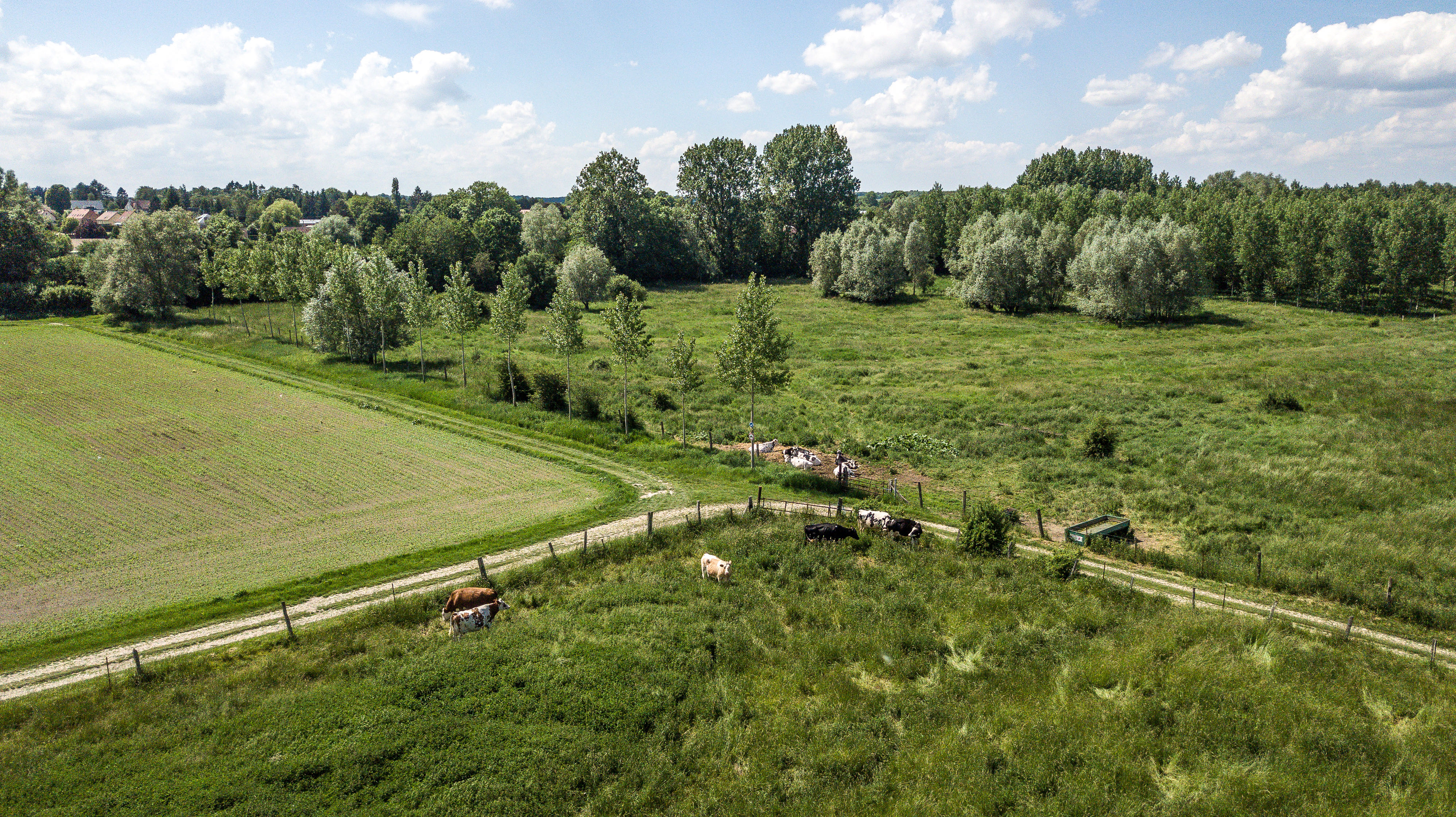 À Daours, élevage et zones humides vont de pair
