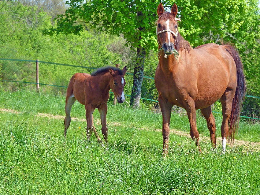 Dispositif de soutien pour les entreprises équines