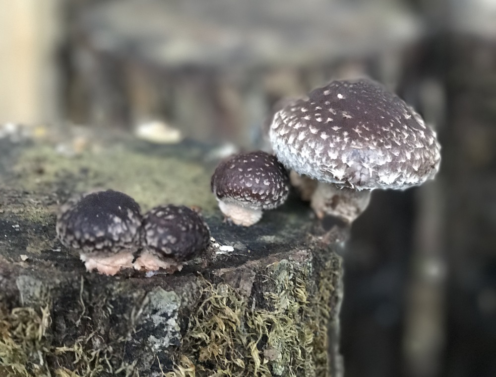 Le shiitake cultivé dans l’ancienne papeterie Lana à Docelles