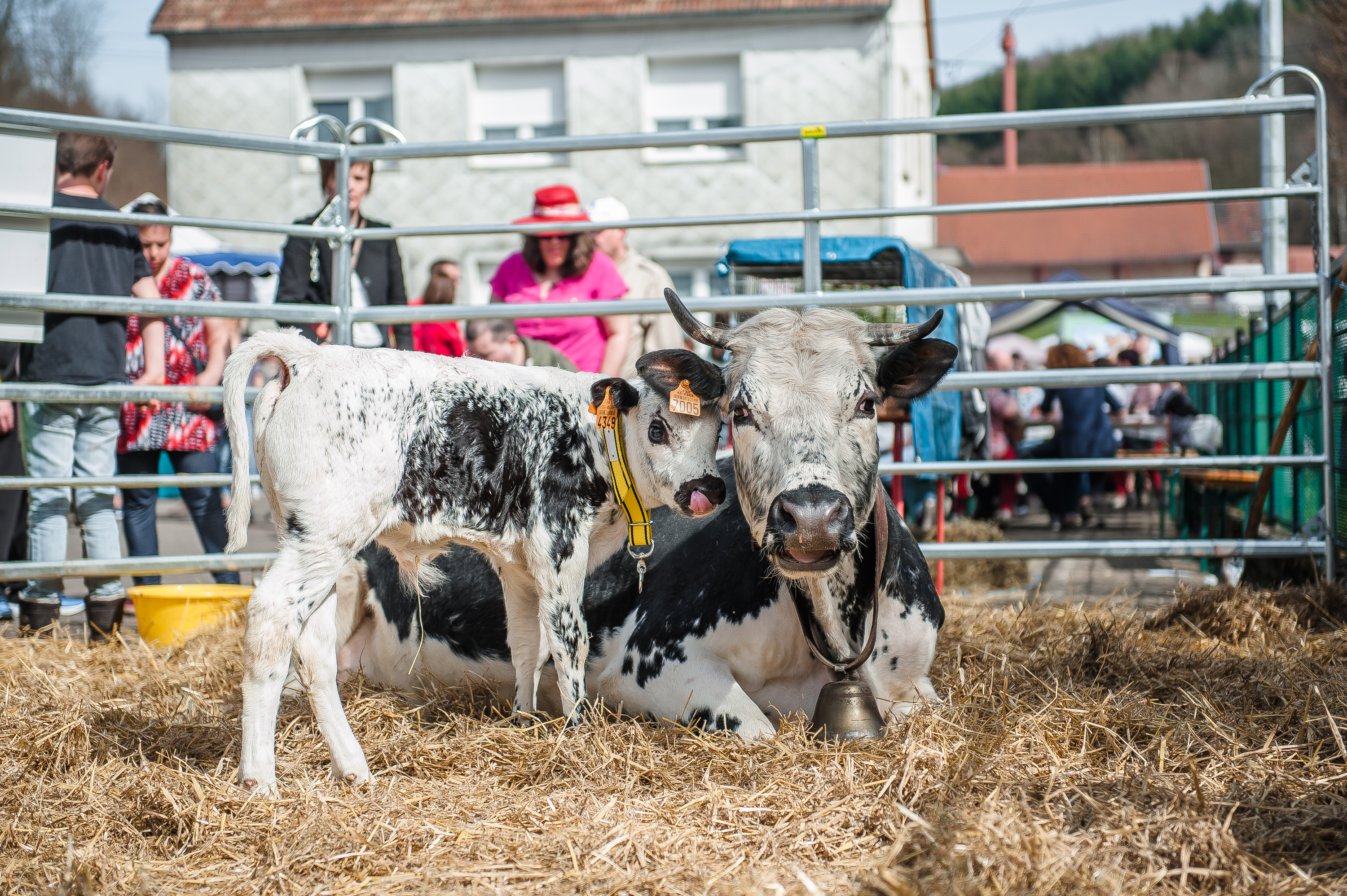 L’AMEM organise un marché paysan à Saint-Louis-lès-Bitche