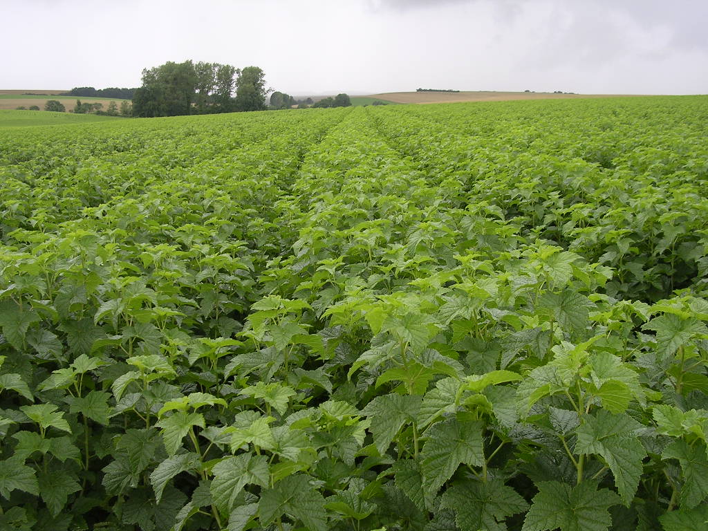 Les producteurs de cassis se mettent à l’infusion