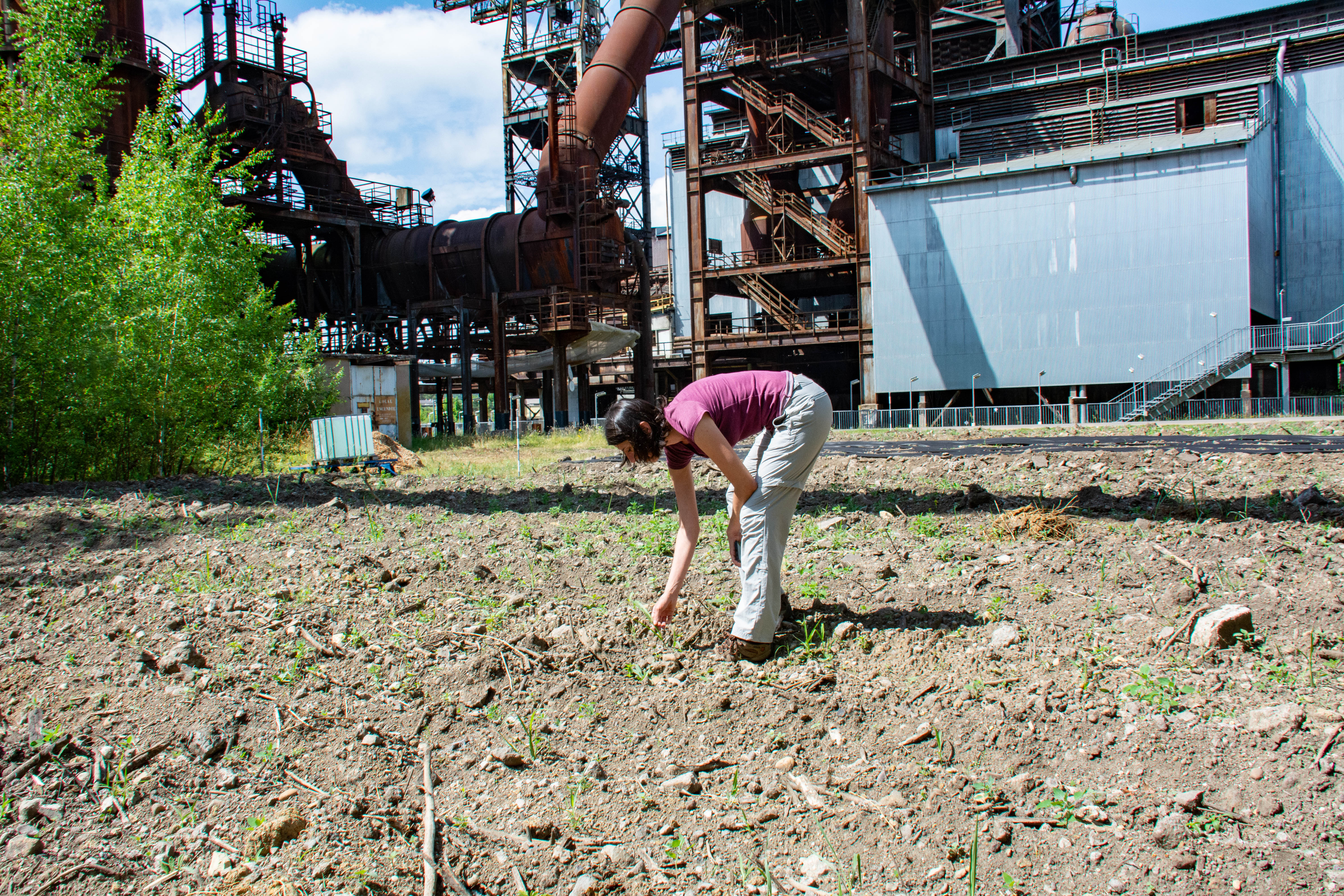 Des Jardins de Transformation sur la friche industrielle du parc du haut-fourneau U4 à Uckange