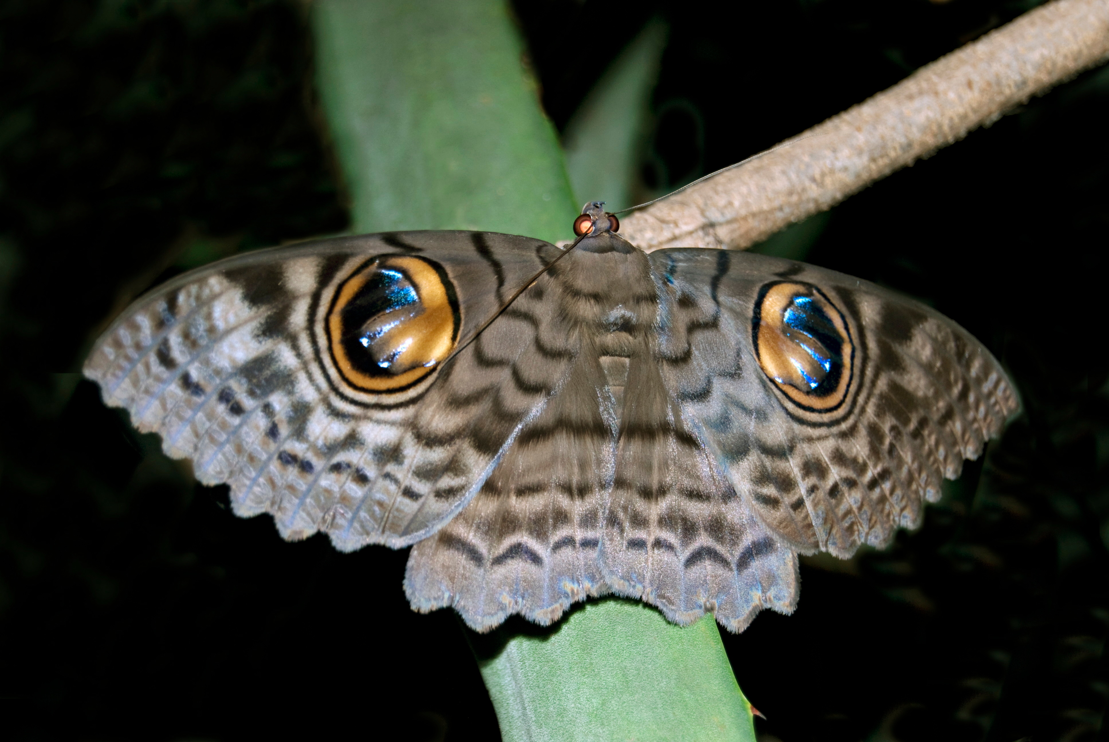 Sortie nature : observez les papillons de nuit aux landes de Versigny 