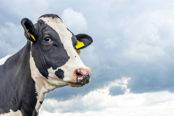 La fête de l’élevage à Lunéville 