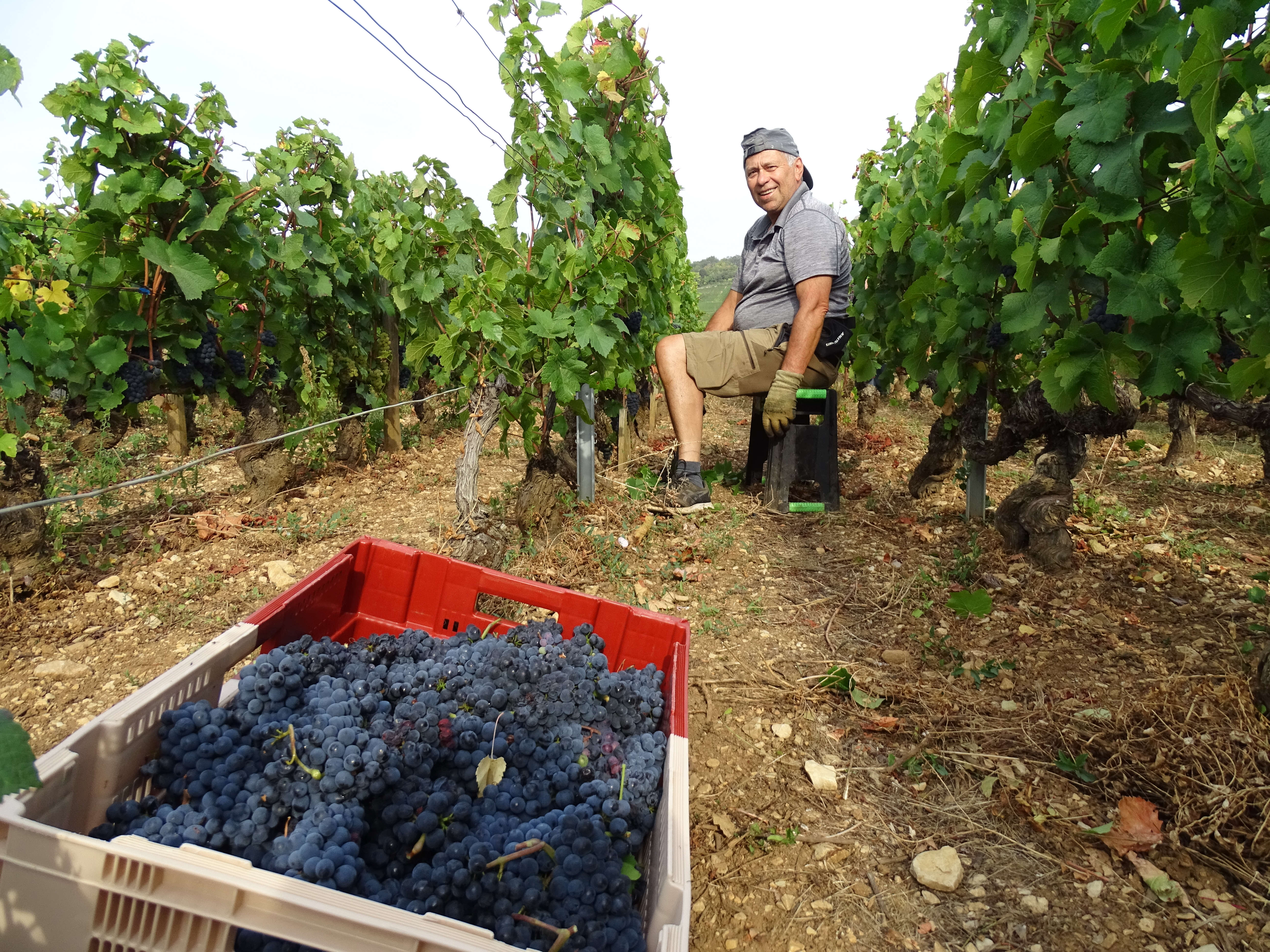 La Bourgogne au rythme des vendanges 