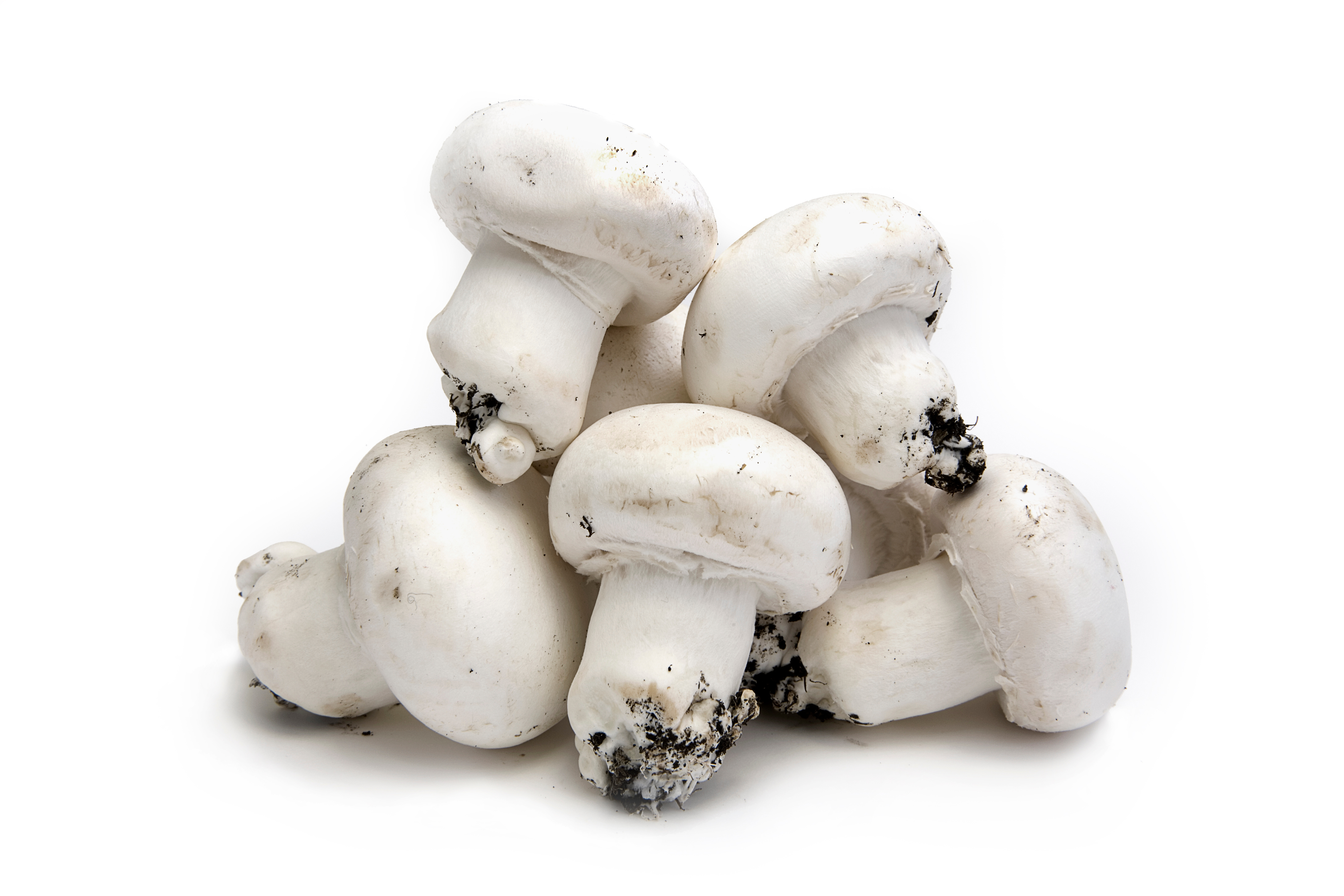 Laigneville : la communauté de communes rachète la champignonnière souterraine 