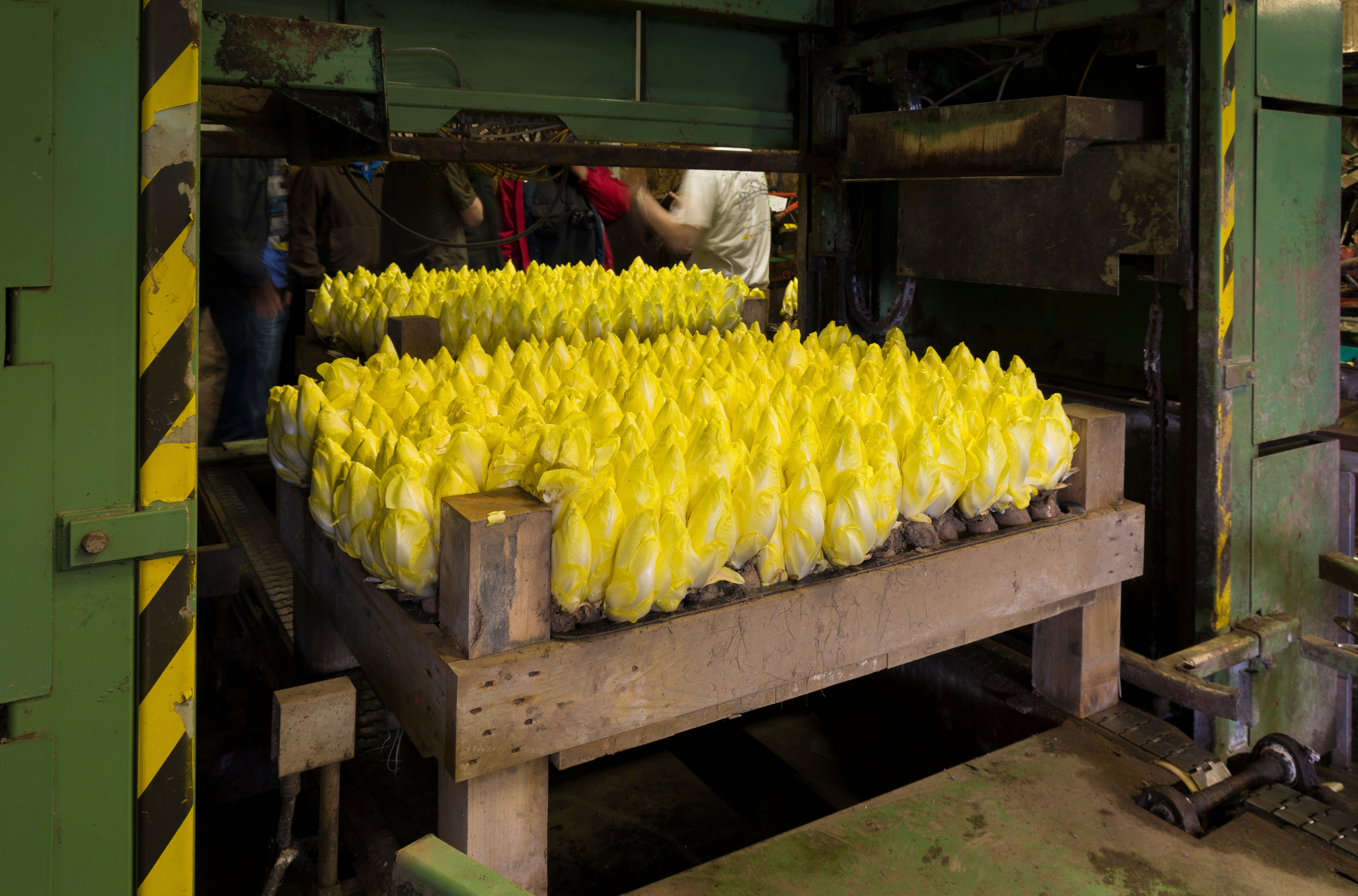 Endiviers en crise, la Région interpelle le ministre de l'Agriculture 