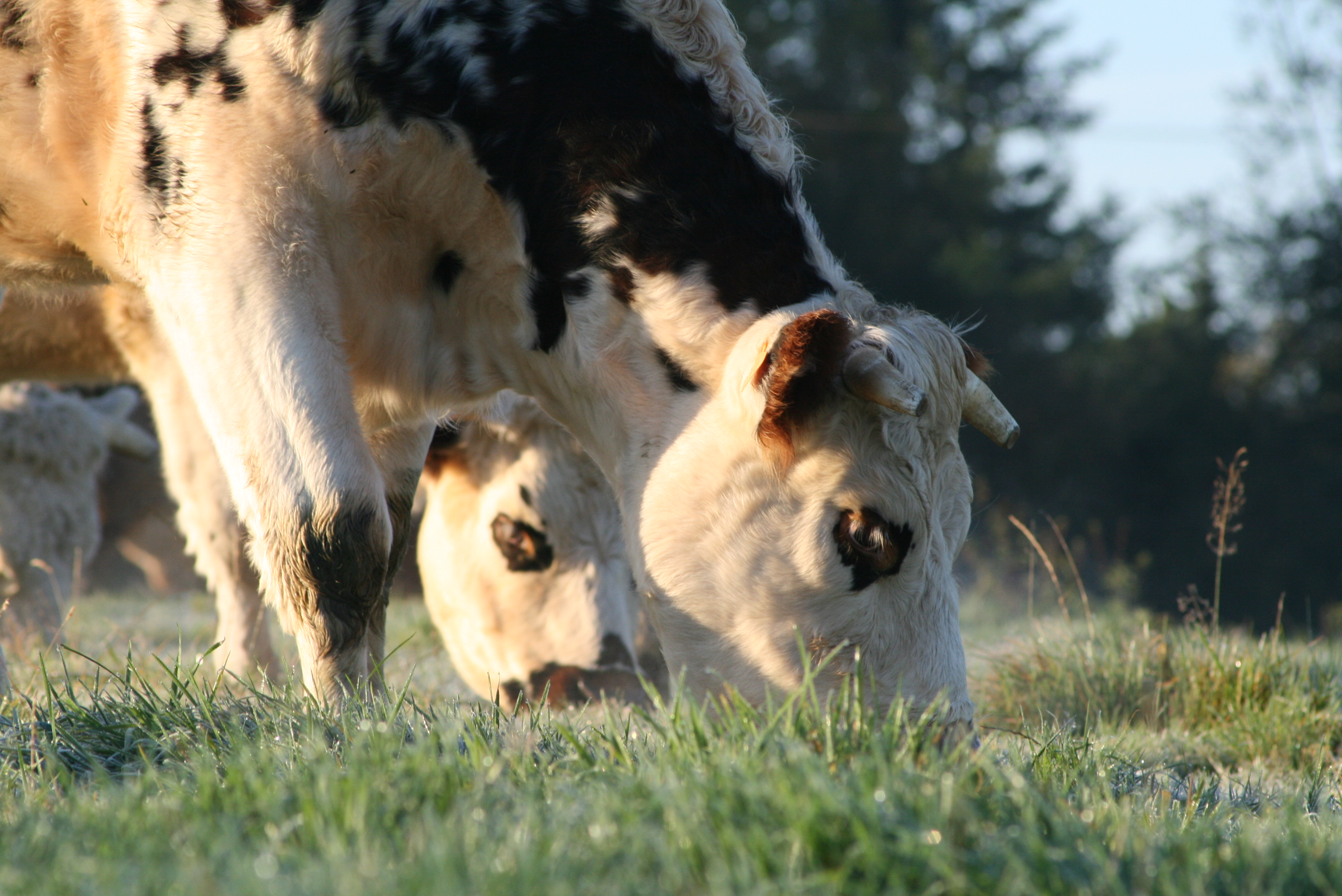 À Quierzy, la ferme de la Paturelle s’agrandit