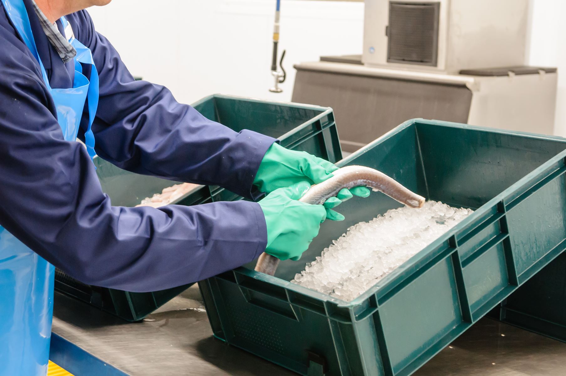 Le pôle Aquimer se penche sur les allergènes de poisson