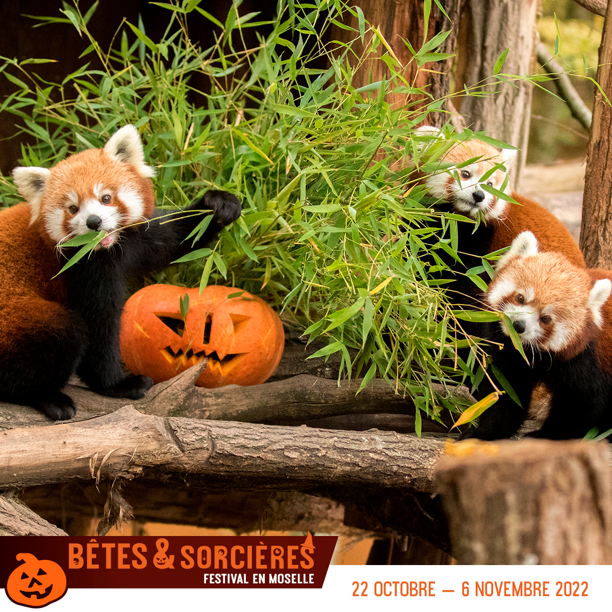 Le Festival Bêtes & Sorcières revient pour une cinquième édition