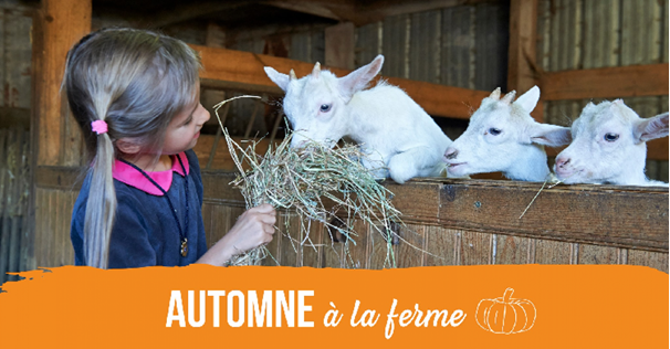 Le réseau Bienvenue à la Ferme reconduit l’opération Automne à la Ferme