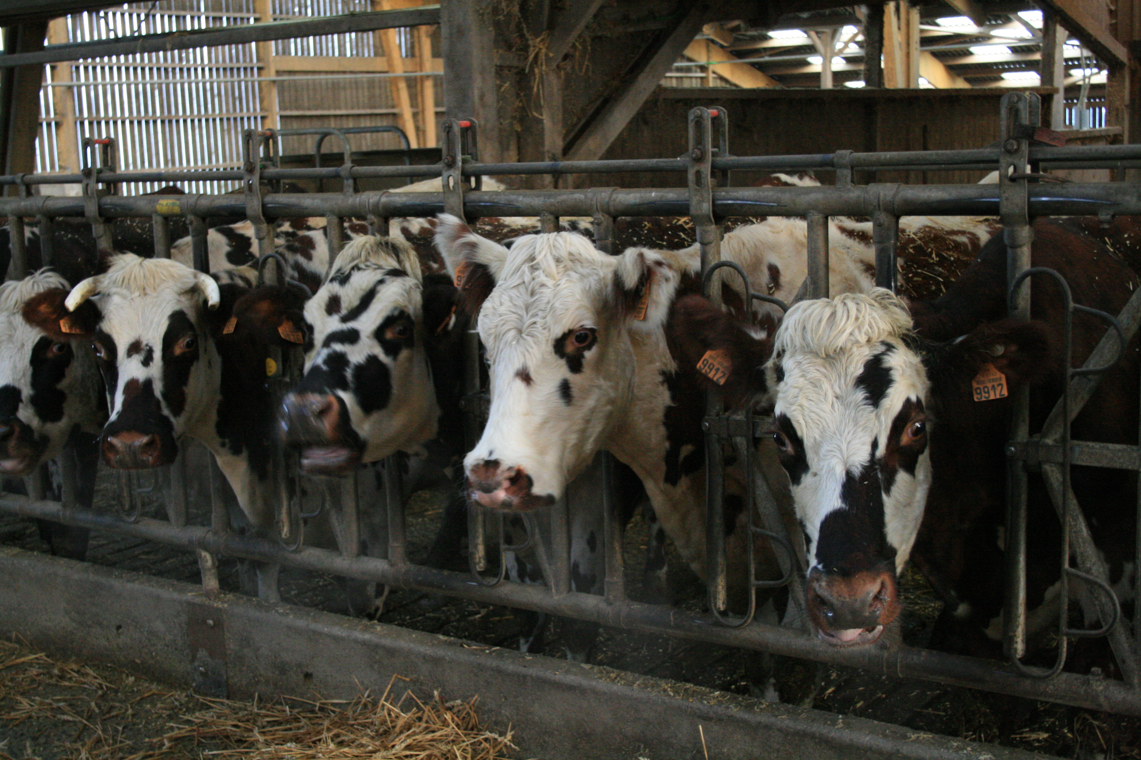 Pour recruter, les agriculteurs de Petit-Caux Bray s’associent