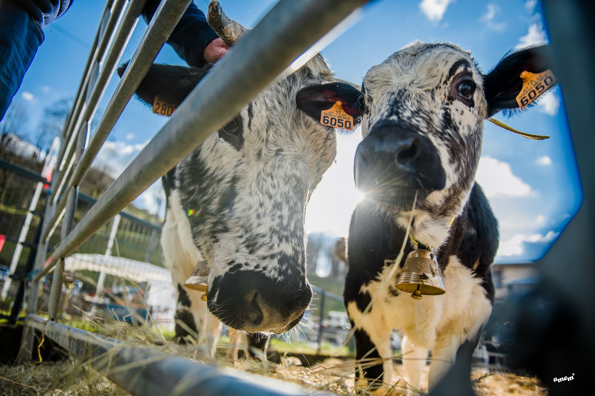 Un nouveau marché paysan à Saint-Louis-lès-Bitche