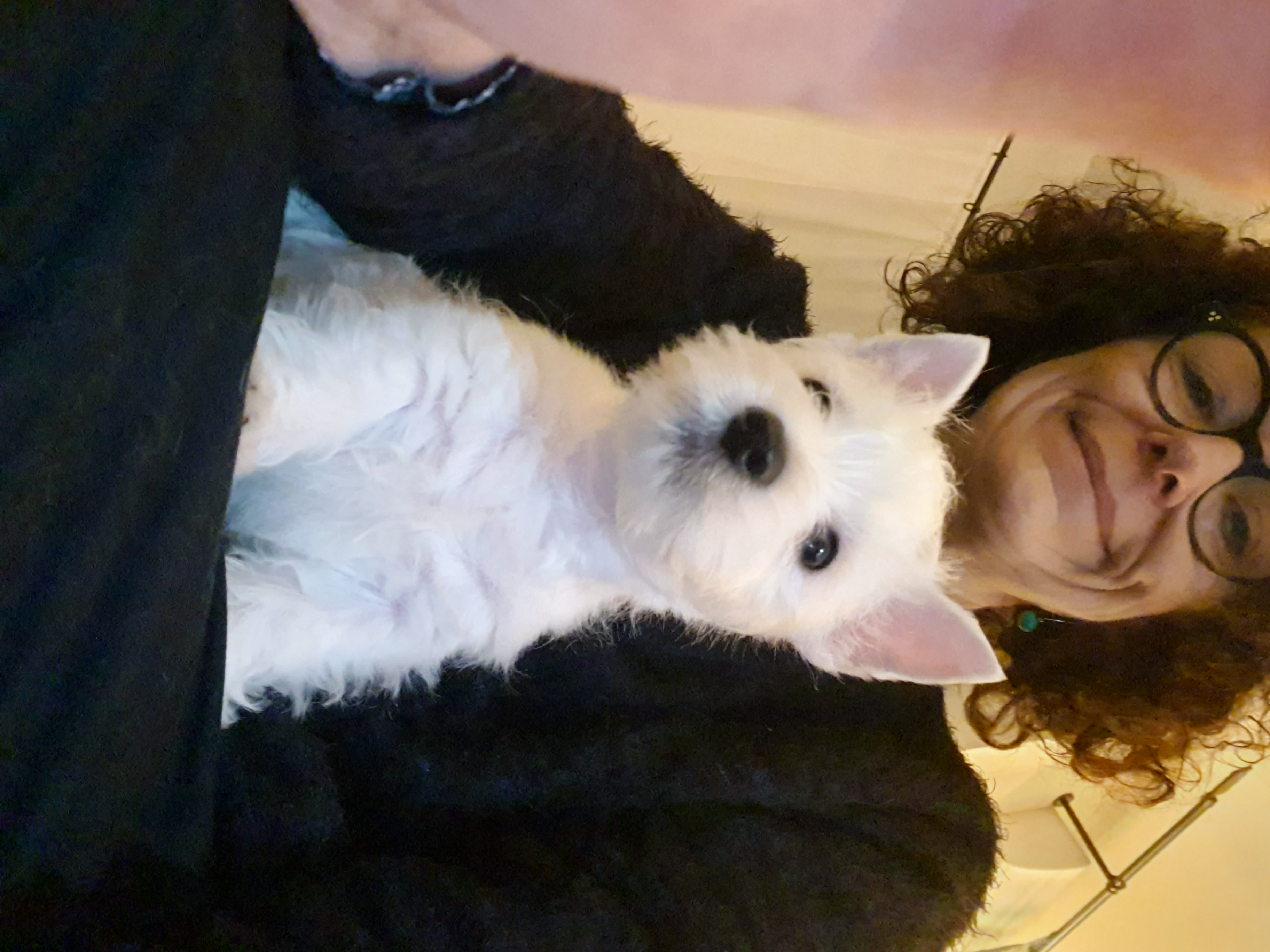 Amiens : CD Toilettage prend soin des animaux de compagnie