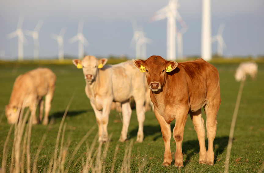 Équipements électriques, quel impact sur les activités d’élevage ?
