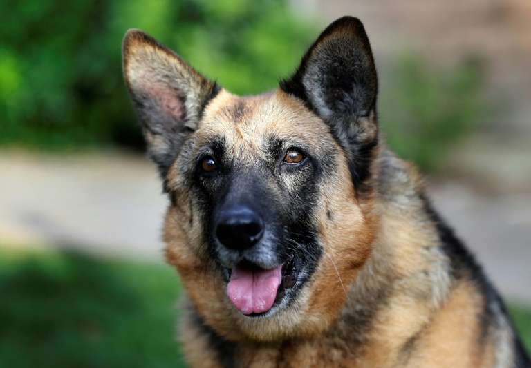 Un clip choc de la Fondation Bardot pour lutter contre les abandons l'été