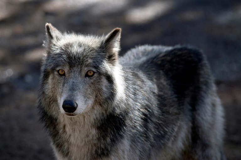906 loups en France? Une estimation 