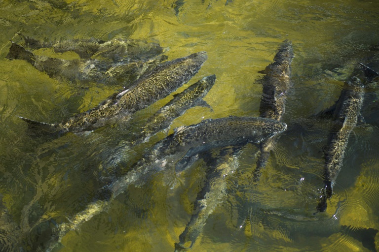 En Californie, la pêche au saumon sabordée par la sécheresse