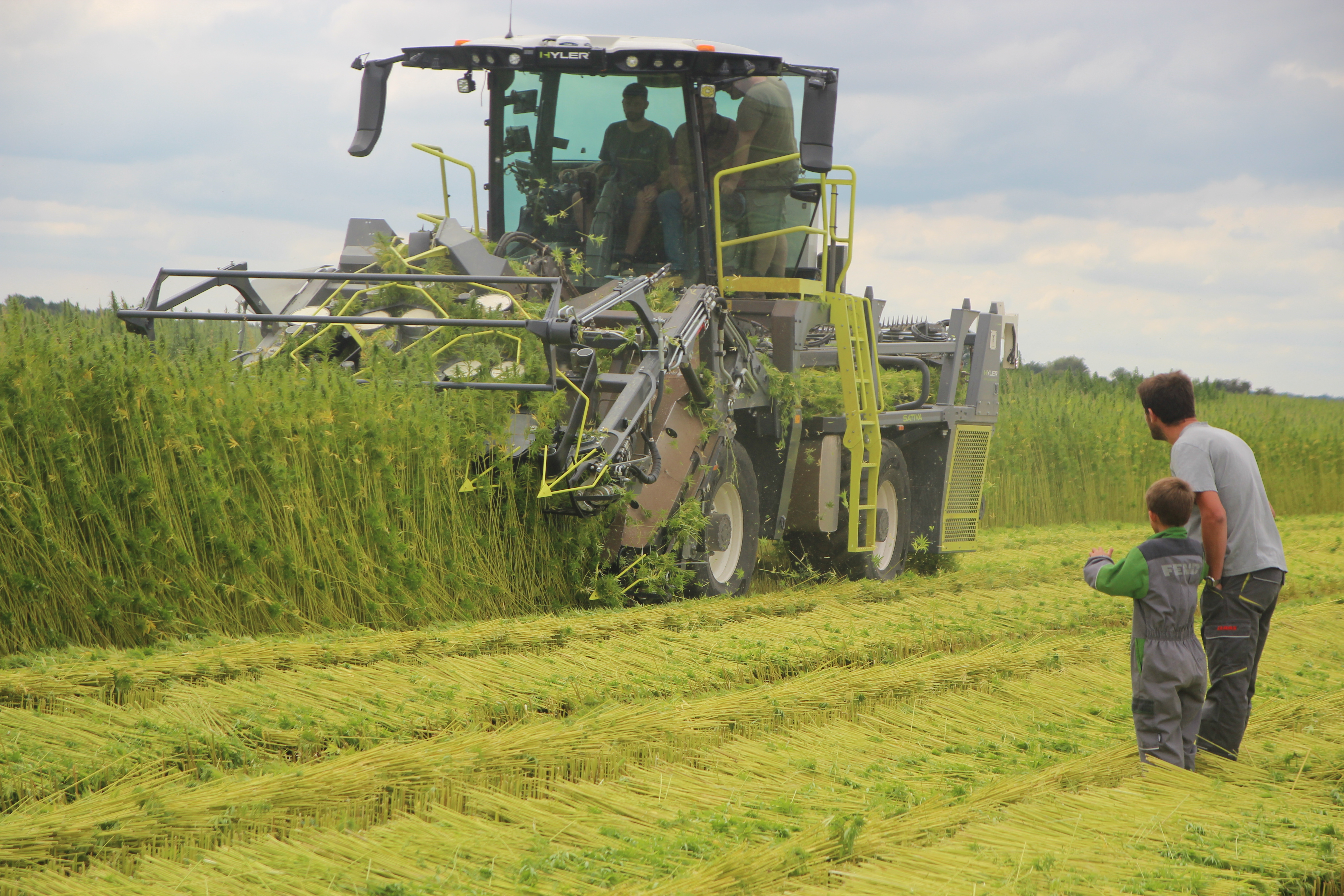 Chanvre textile : première récolte dans l'Oise 