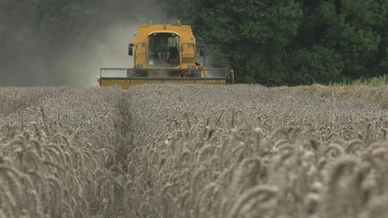Entre les averses, les agriculteurs normands bouclent tant bien que mal la moisson des blés