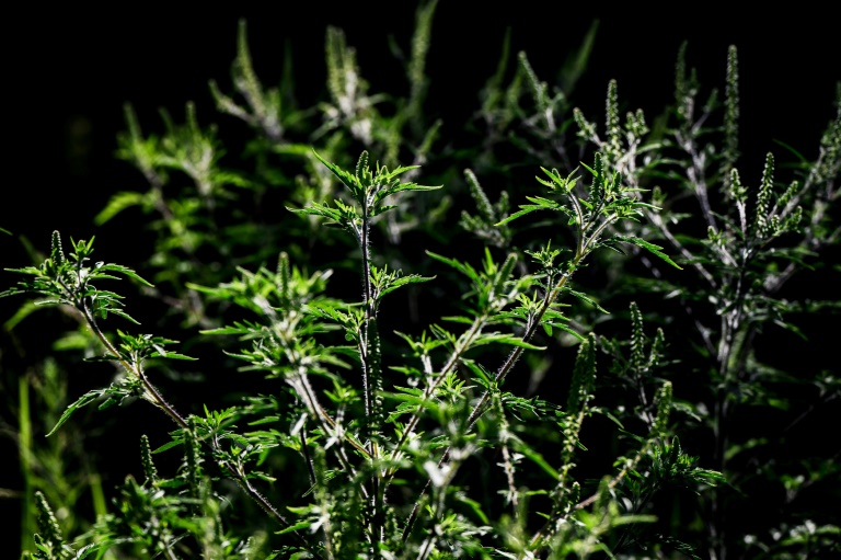 Arracher l'ambroisie, un enjeu de santé publique