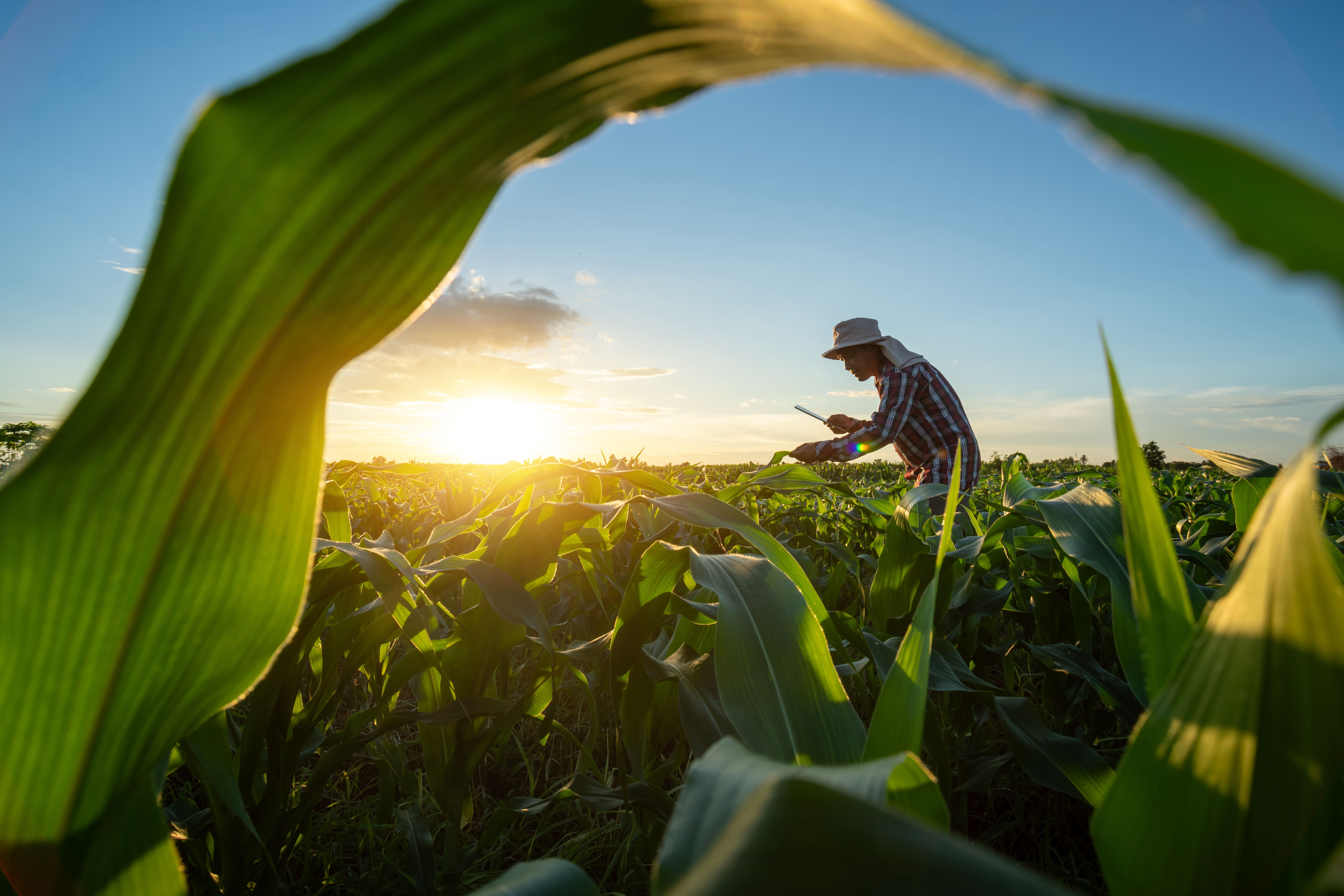 Dispositif d’indemnisation exceptionnel pour les agriculteurs biologiques en Saône-et-Loire
