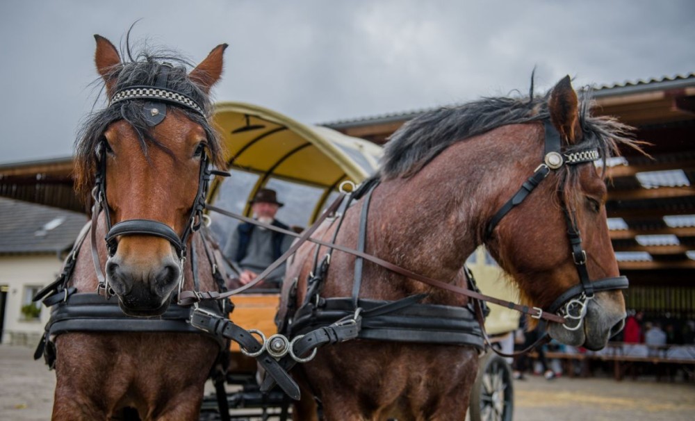 L’AMEM organise l’opération «De Ferme en Ferme»
