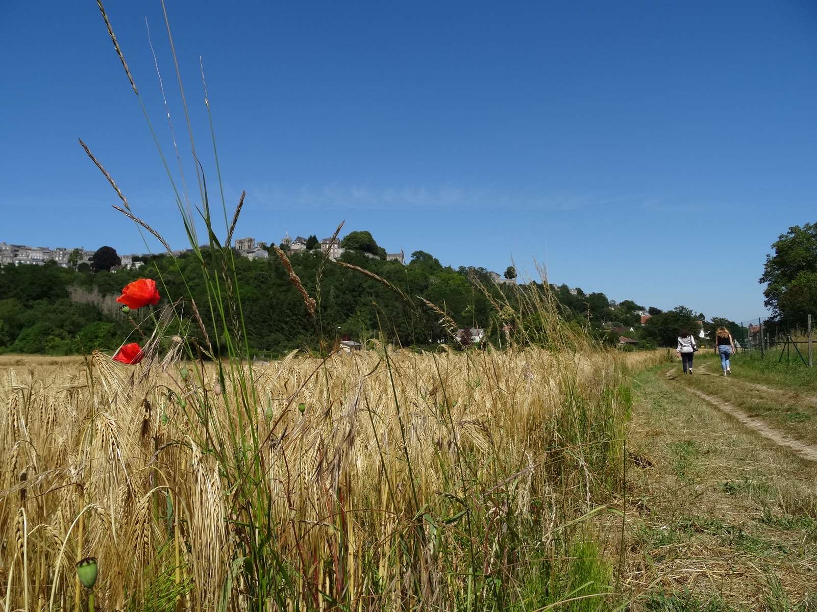 Laon : Cuve Saint-Vincent, un poumon vert au cœur de la cité médiévale