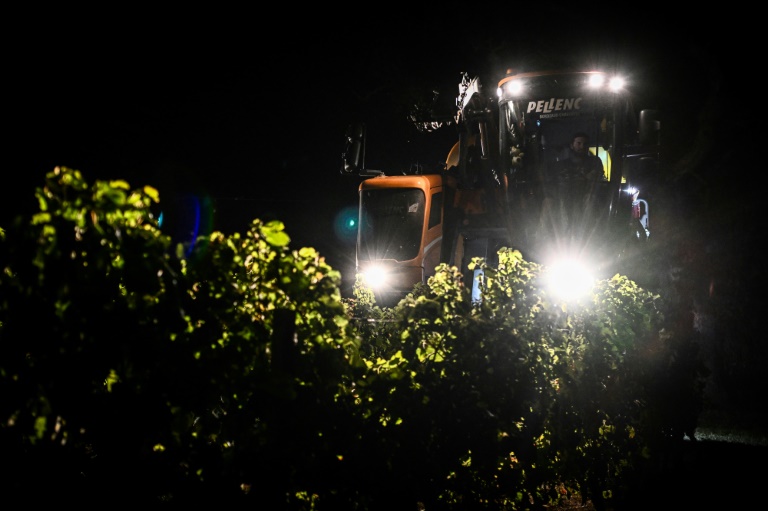 Climat: dans le Bordelais, vendanges de nuit pour garder le rosé au frais