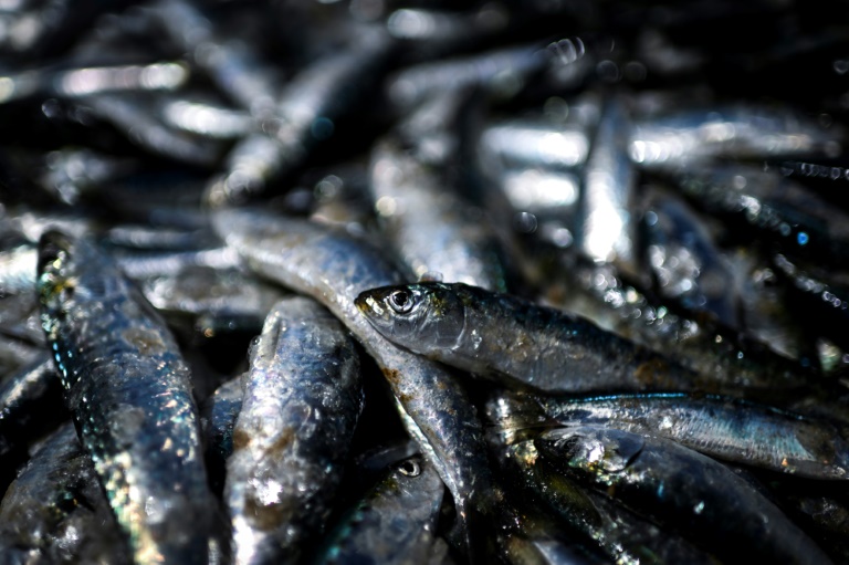 Des sardines en conserve provoquent une dizaine de cas de botulisme, dont un mortel