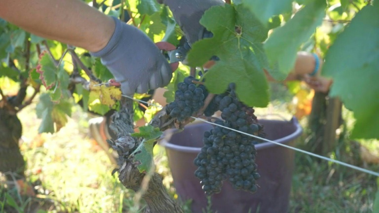 Vin: la Bourgogne espère des vendanges généreuses pour juguler l'inflation