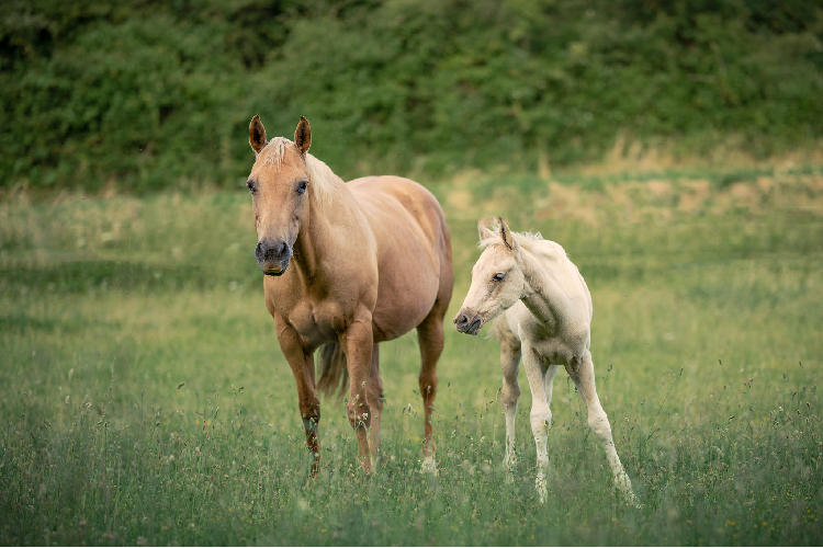 Le centre équestre EQUI FEELING a ouvre ses portes au public