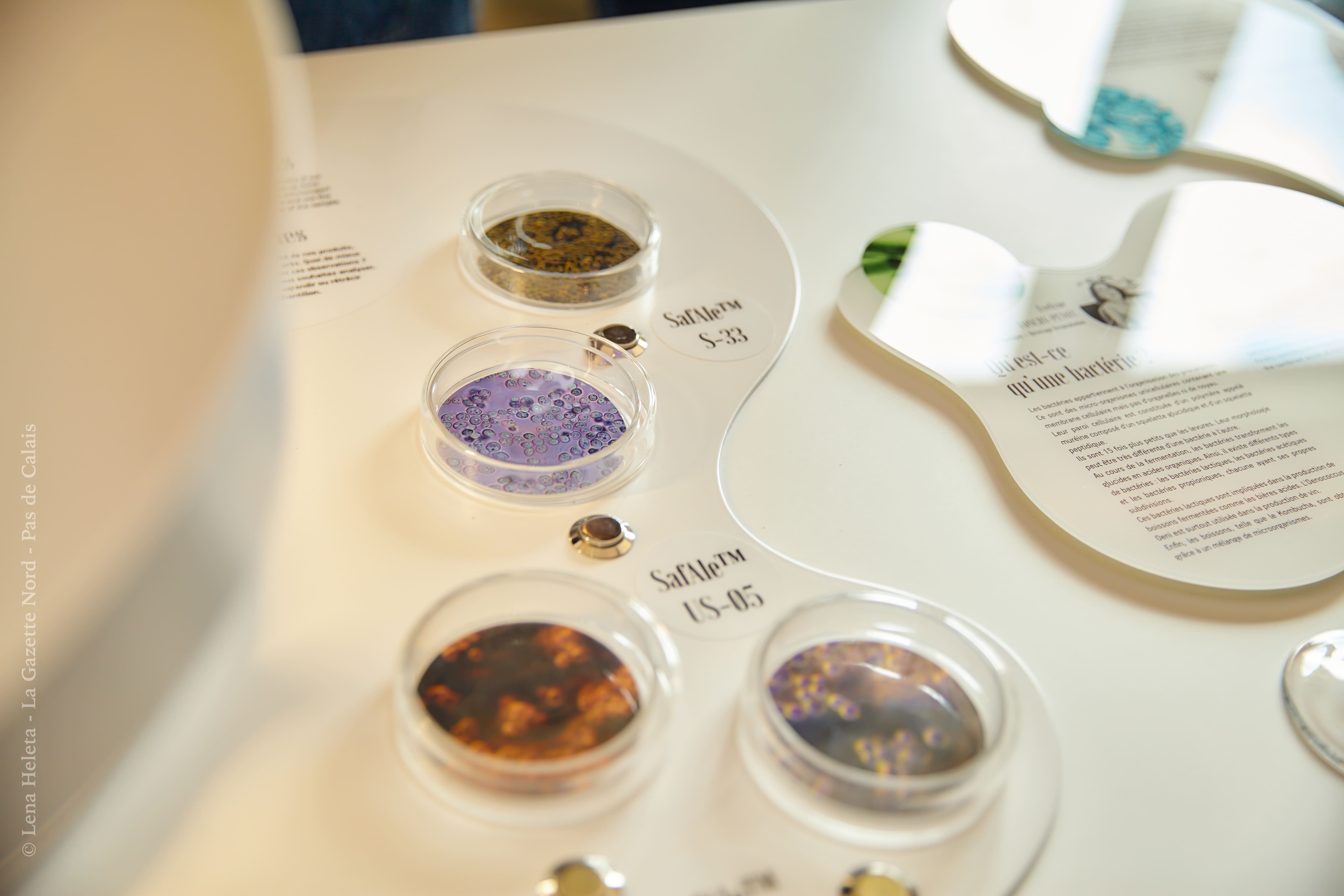 Marcq-en-Barœul : Lesaffre et la start-up Yeap se rapprochent