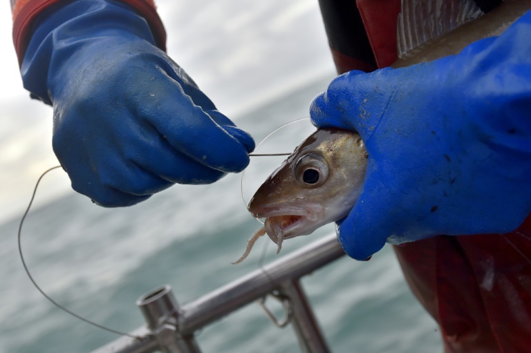 Avis de grand frais sur la pêche au lieu jaune dans la Manche