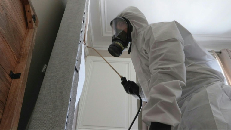 Punaises de lit: à Paris, des entreprises spécialisées traquent la petite bête