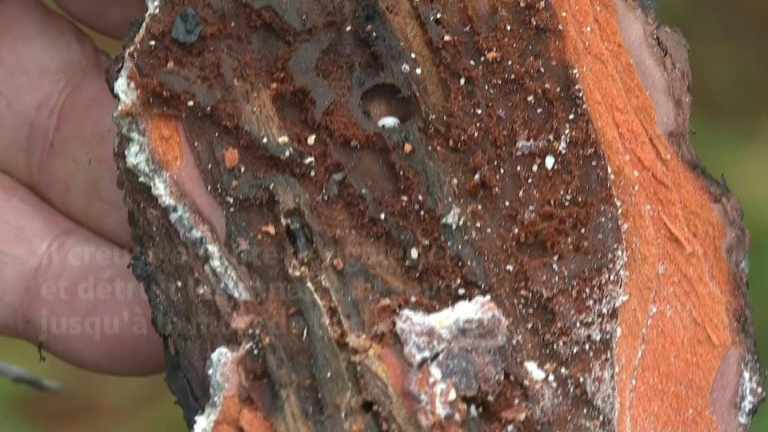 Gironde: après les incendies monstres, la forêt face aux insectes ravageurs