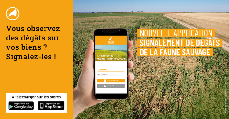 Une nouvelle application pour déclarer les dégâts de gibier	