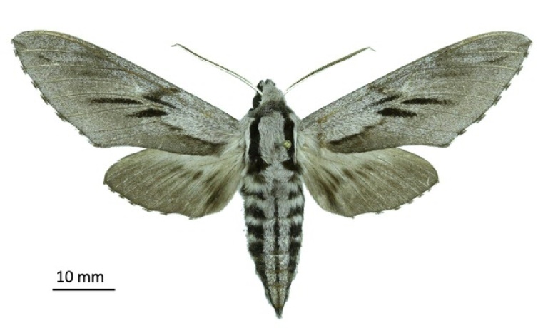 De nouvelles espèces d'insectes découvertes en Corse