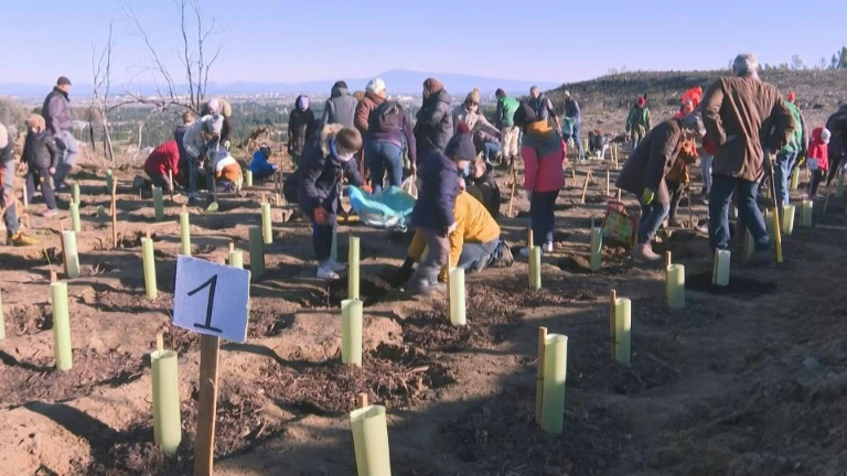 Provence: un an et demi après être parti en fumée, un massif méditerranéen renaît de ses cendres