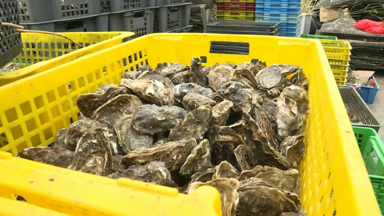 Les huîtres du Bassin d'Arcachon interdites à la vente après des intoxications
