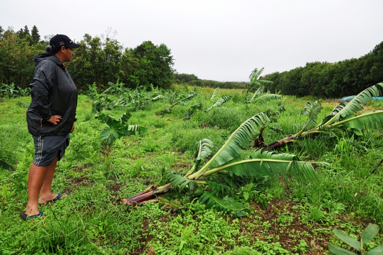 A La Réunion, l'agriculture dévastée après le passage du cyclone Belal