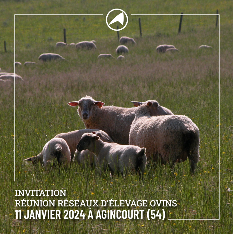 Réunion d'information sur la production ovine à Agincourt