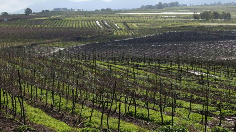 A la frontière libanaise, les viticulteurs israéliens s'inquiètent pour leur récolte