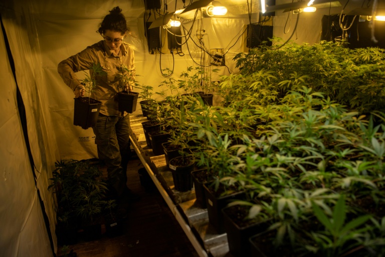 Cannabis: la légalisation reste une exception dans le monde