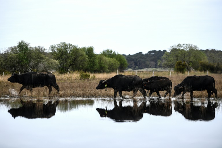 Dans un marais de Gironde, l'alliance du buffle et du bousier