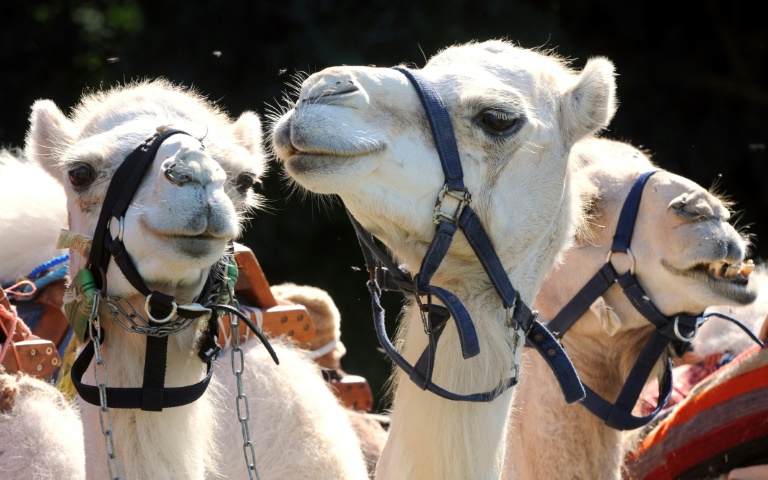Défilé de camélidés à Paris: le préfet de police leur propose les bois parisiens