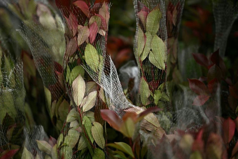 Les nouveaux contrôles post-Brexit, épine pour les horticulteurs britanniques