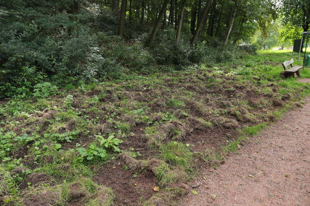 Une appli pour signaler les dégâts 