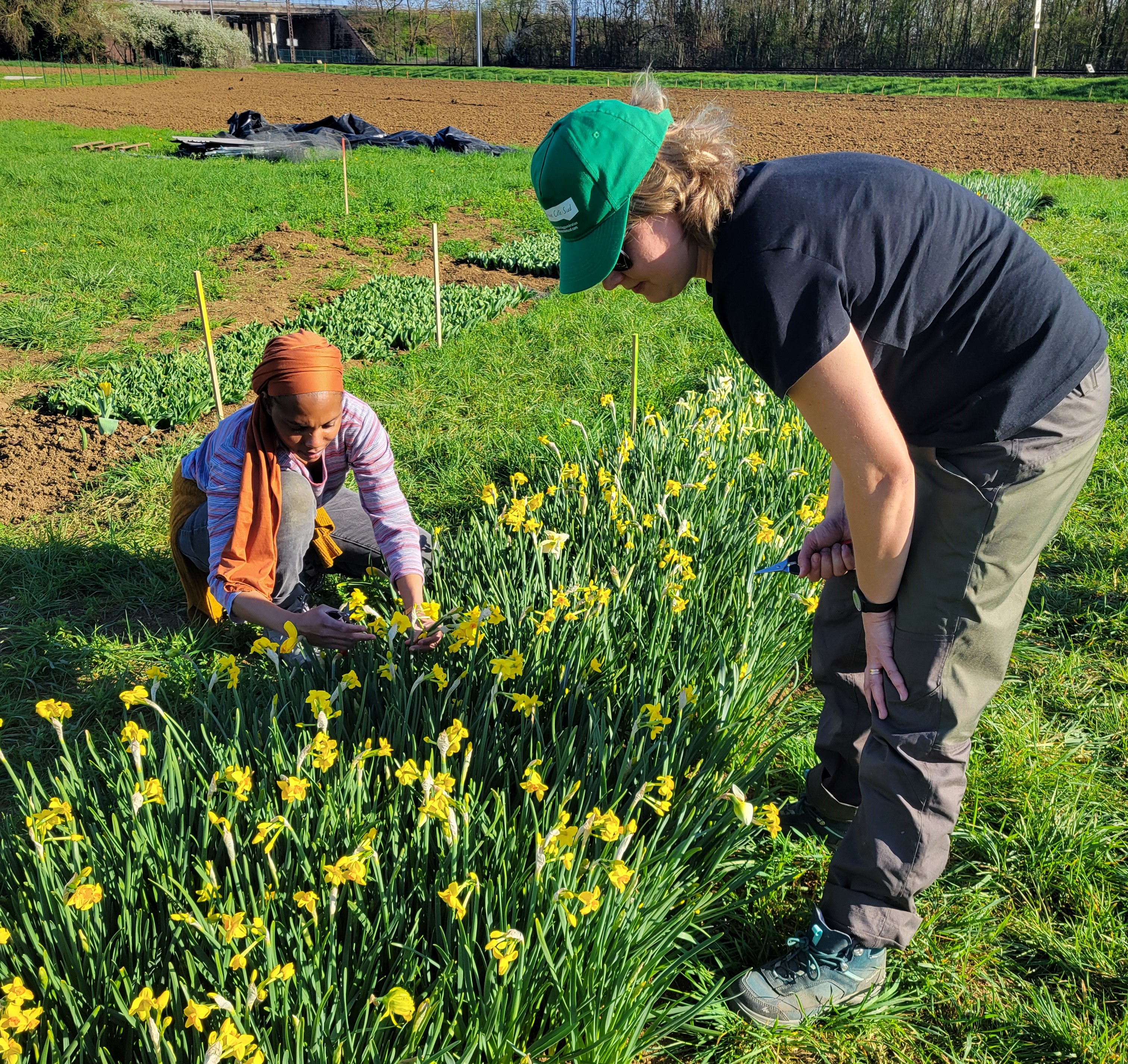La ferme florale de Longvic ouvre ses portes en mai