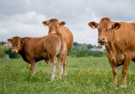 Filière Elevage : Rencontres à table en vue 